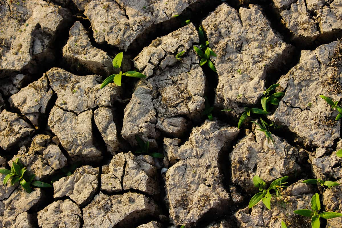 Cracked, dry earth with a few green shoots pushing up through the fissures.